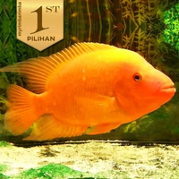 Paket Baby( isi 5)Red Devil Cichlid Ikan Hias Predator Hiasan Aquarium Tanaman Aquascape -