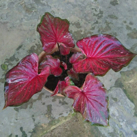 keladi minyak/red pelita caladium