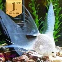 Manfish Platinum Slayer Ikan Hias Aquascape Hiasan Aquarium -