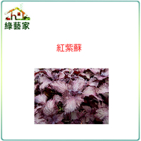 【綠藝家】F08.紅紫蘇(日本進口)種子0.65克(約500顆)