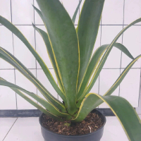 TANAMAN HIAS AGAVE SIKLOK BESAR TINGGI 50 - 60 CM