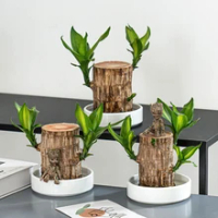Brazilian Wood Water Green Plant Raise Lucky Wood Potted Small Tree People with Buds Indoor Hydroponic Four Seasons Plants