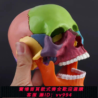 {公司貨 最低價}4D可拆拼美術醫學仿真骷髏人頭骨頭顱骨模型彩色分區頭顱頭骨模型