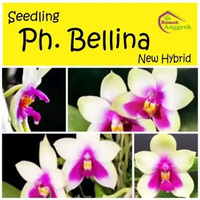 Seedling Anggrek Phalaenopsis New Hybrid phal Bulan hasil persilangan langka pra remaja Ph Bellina