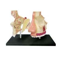 4D Human Standard Nose &amp; Olfactory Anatomy Model 7 Parts Detachable Medical Teaching Supplies Free postage