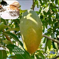 Benih Mangga Mahatir - Bibit Buah Mangga Mahatir