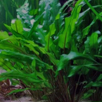 cryptocoryne wendtii green