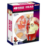 4D Vision Human Head Anatomy Model Muscle Nerve Brain Tissue Body Assembly Free Shopping Medical Supplies