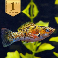 Molly Calico Tiga Warna (Isi 2)Ikan Hias Aquascape Hiasan Aquarium Tanaman -