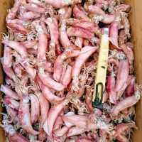 cumi asin rebus besar super 1 kg murah