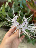 Teh Celup Bunga Bunga Kumis Kucing dari bunga Kumis Kucing tanpa campuran