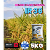 benih padi berkualitas IR36 kemasan 5kg gunakan padi seragam