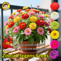 30เมล็ด/แพ็ค เมล็ดพันธุ์ดอกบานชื่น กลีบซ้อน คละสี Zinnia Elegans Seeds Mixed Colors Zinnia Flower Se