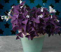 Bibit Tanaman False Shamrock Oxalis Triangularis - Tanaman Perennial yang Dimakan - Pupuk, Bunga, Da