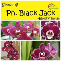 Seedling Anggrek Phalaenopsis Hybrid Premium phal Bulan hasil persilangan langka pra remaja Ph Black