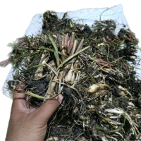 1 Kilo Umbi Bibit Bunga Sedap Malam