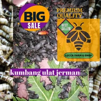 Kumbang/Kepik ulat Jerman 100-500 + bonus fresh dan berkualitas 500+50 bonus