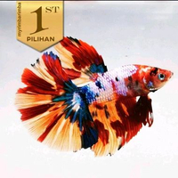 Cupang Halfmoon Multicolor Ikan Hias Aquascape Hiasan Aquarium Tanaman -