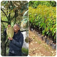 Bibit Tanaman Durian Kani I Durian Chanee I Cani - Ukuran buah Lebih Jumbo Di banding Durian Montong
