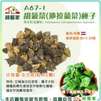 【綠藝家】A67-1.甜菠菜(沙拉波菜)種子3.5克(約45顆) 產地荷蘭 // 葉菜種子 蔬菜種子