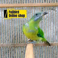 BURUNG CUCAK CUNGKOK BETINA PILIHAN