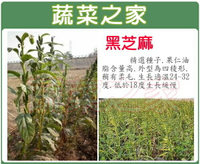 【蔬菜之家】G64.黑芝麻(胡麻)種子(共有2種包裝可選)