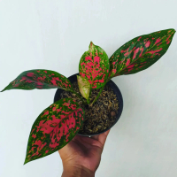 Aglaonema Red Venus | Tanaman Hias Aglo