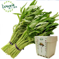 【iPlant】積木小農場-空心菜(內含種子培養土肥料花盆)