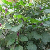 tanaman obat kecubung ungu / tanaman bunga terompet ungu // kecubung ungu