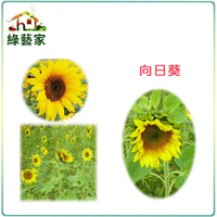 【綠藝家】大包裝H01.向日葵種子500克