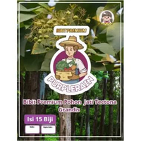 Bibit Premium Pohon Jati Tectona Grandis | Benih Pohon Jati