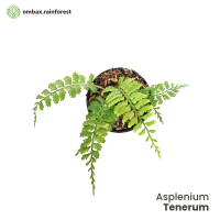 Asplenium Tenerum — Pakis Mini tanaman untuk Terrarium & Vivarium