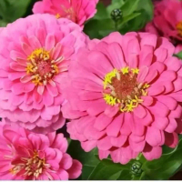 Benih bunga zinnia luminosa pink  merah