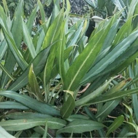 Tanaman sri rejeki bulu ayam silver