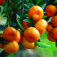 bibit buah jeruk santang madu