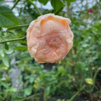 mawar 2kg ownroot, yang pastinya adaktif di dtr