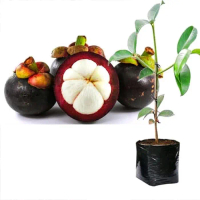 bibit tanaman buah manggis cepat berbuah