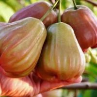 Bibit JAMBU AIR kingrose JAMBU AIR MERAH cepat berbuah