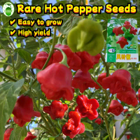 ผลผลิตสูง 100เมล็ด/ซอง เมล็ดพันธุ์ พริกมัสรูมเรด (Mushroom Red Pepper Seed) High Yield Lantern Peppe