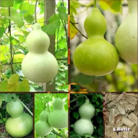 BIJI BENIH LABU BOTOL(ISI 5 BUTIR) Tanaman/bibit