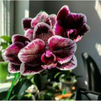 Seedling anggrek dendrobium / Bunga Anggrek hidup/ Tanaman Hias Hidup