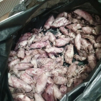 IKAN ASIN CUMI-CUMI SOTONG