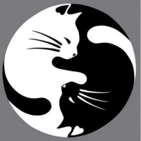 stiker kucing stiker kaca mobil belakang stiker stiker keren