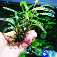 bucephalandra sp king crocodile