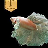 Cupang Dumbo Ear Halfmoon Platinum Ikan Hias Hiasan Aquarium Aquascape -