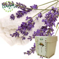 【iPlant】積木小農場-薰衣草(內含種子培養土肥料花盆)
