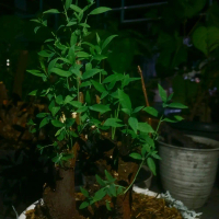 Bonsai Pohon Cendana Bahan dan Yang Sudah Tumbuh Tunas Asli Jenis pohon Cendana wangi bonsai cendana
