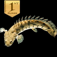 Palmas Endlicheri (9cm) Ikan Hias Predator Hiasan Aquarium Aquascape