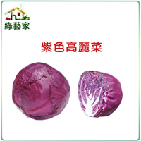 【綠藝家】大包裝B19紫色高麗菜種子3克