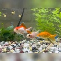 Ikan Koki Oranda - Ikan hias Koki oranda lucu ikan hias aquarium aquascape akuarium